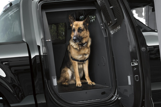 K9 in Truck